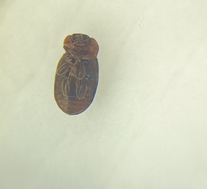 Tetrabrachys connatus - pusztai földiböde