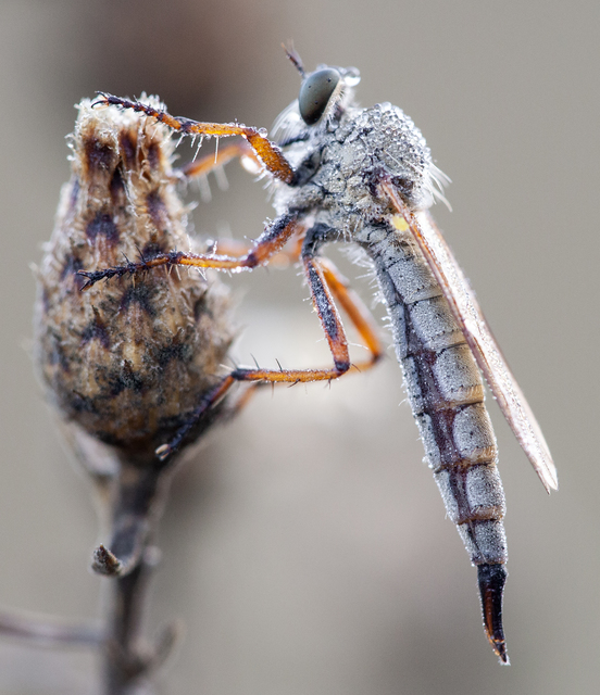Aneomochtherus flavipes