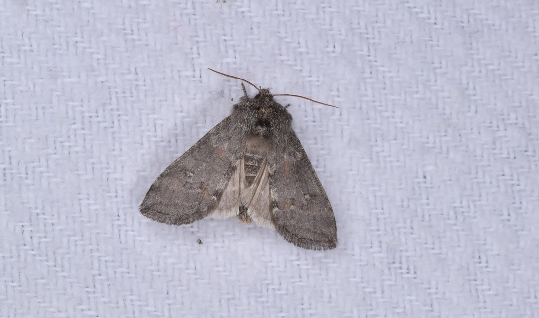 Asphalia ruficollis - vörösnyakú pihésszövő