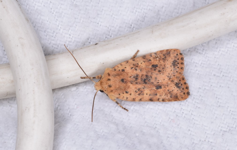 Conistra rubiginea - vörös őszibagoly