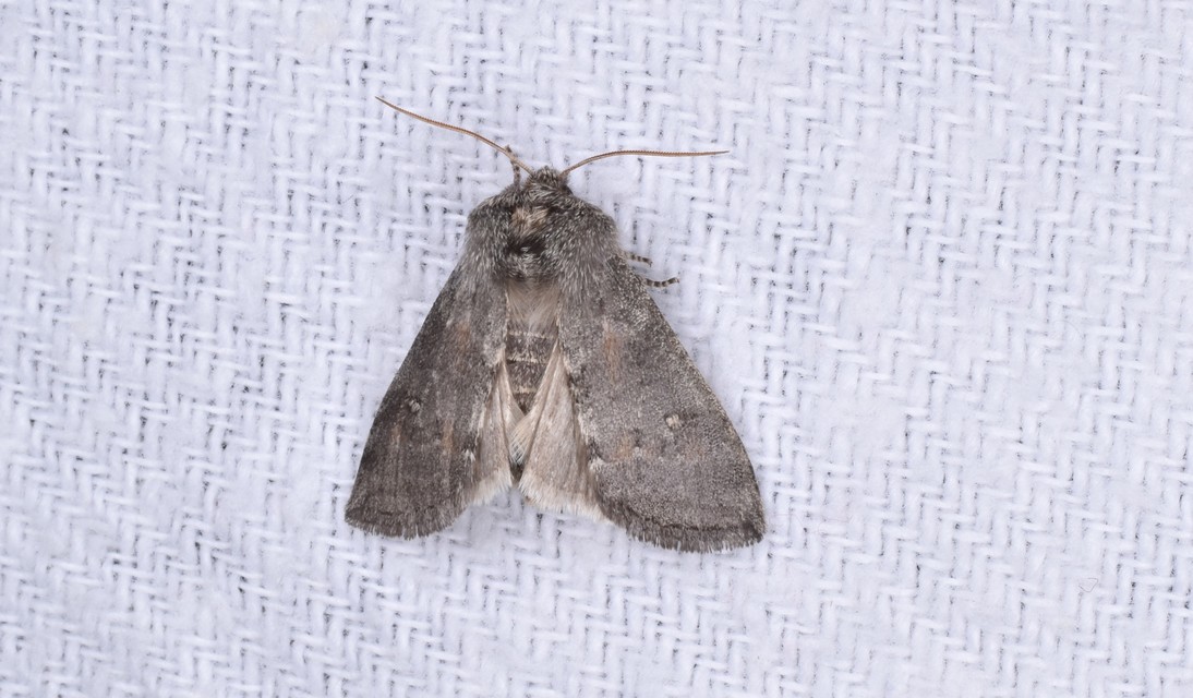Asphalia ruficollis - vörösnyakú pihésszövő