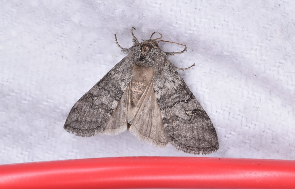 Asphalia ruficollis - vörösnyakú pihésszövő
