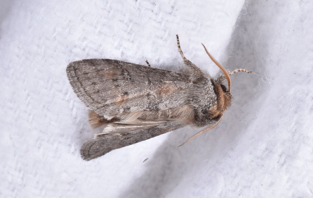 Asphalia ruficollis - vörösnyakú pihésszövő