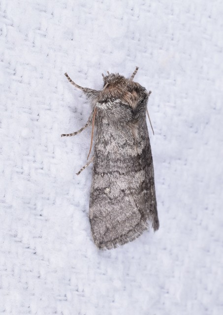 Asphalia ruficollis - vörösnyakú pihésszövő