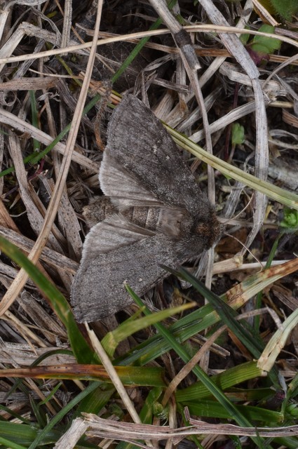 Asphalia ruficollis - vörösnyakú pihésszövő