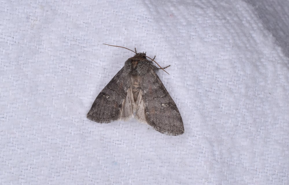 Asphalia ruficollis - vörösnyakú pihésszövő