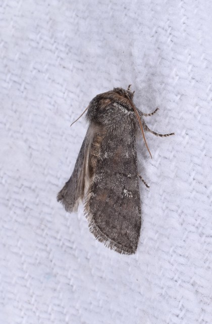Asphalia ruficollis - vörösnyakú pihésszövő