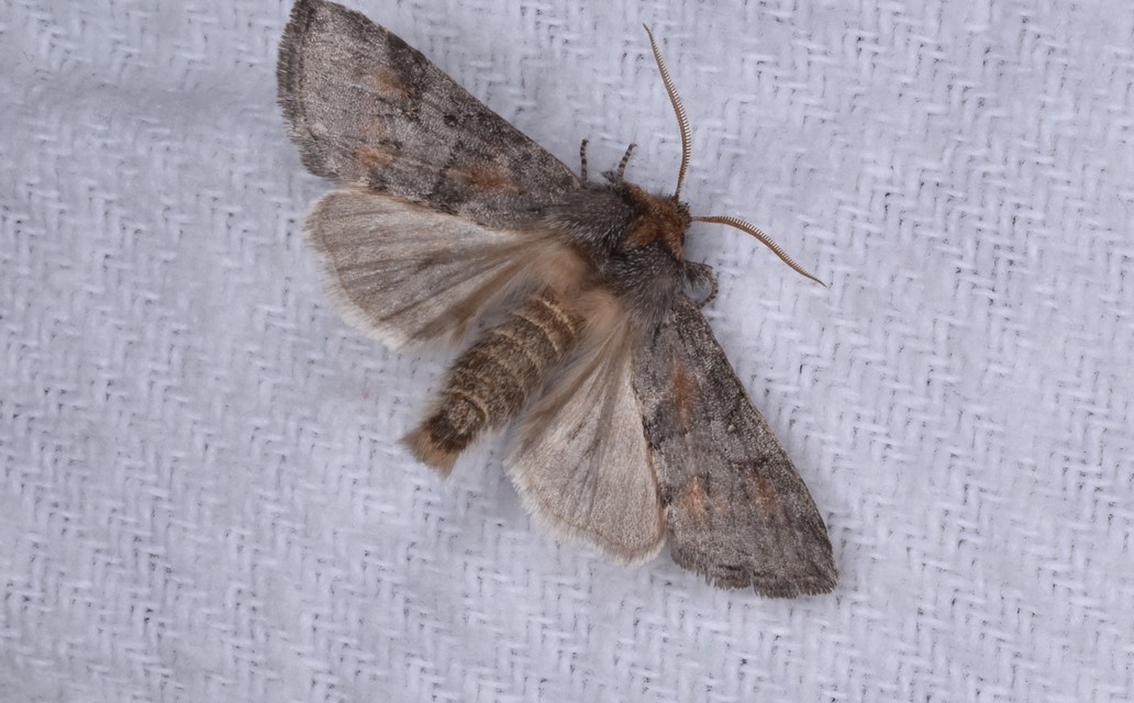Asphalia ruficollis - vörösnyakú pihésszövő