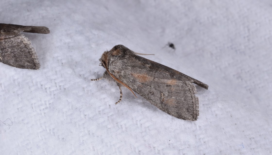 Asphalia ruficollis - vörösnyakú pihésszövő