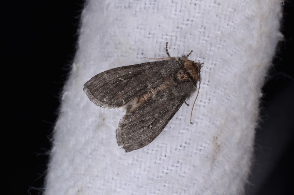Asphalia ruficollis - vörösnyakú pihésszövő