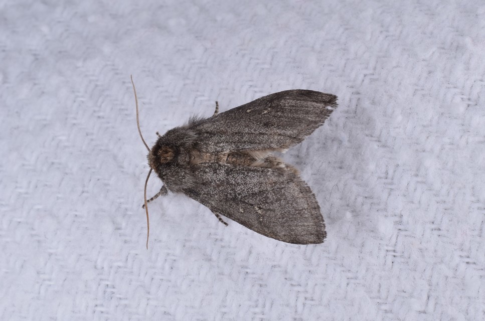 Asphalia ruficollis - vörösnyakú pihésszövő