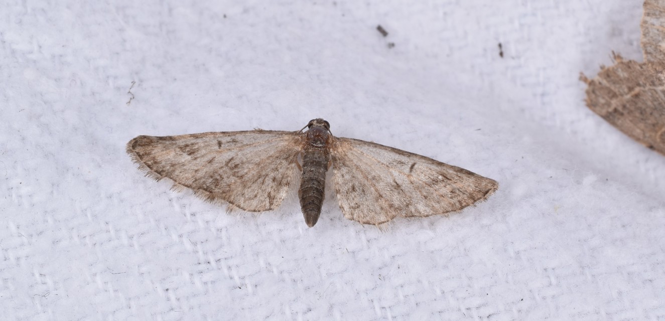 Eupithecia abbreviata - korai törpearaszoló