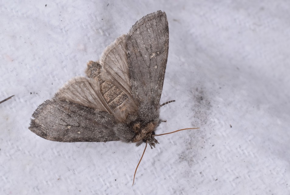Asphalia ruficollis - vörösnyakú pihésszövő