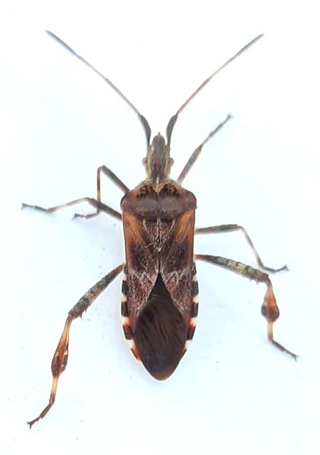 Leptoglossus occidentalis - nyugati levéllábú poloska Leptoglossus occidentalis - nyugati levéllábú poloska