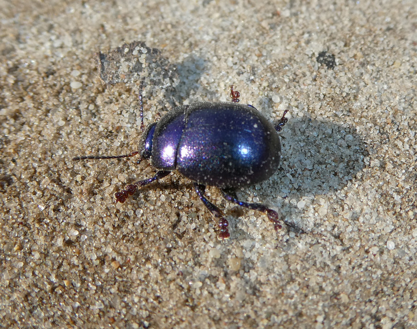 Chrysolina sturmi - vöröslábú levelész