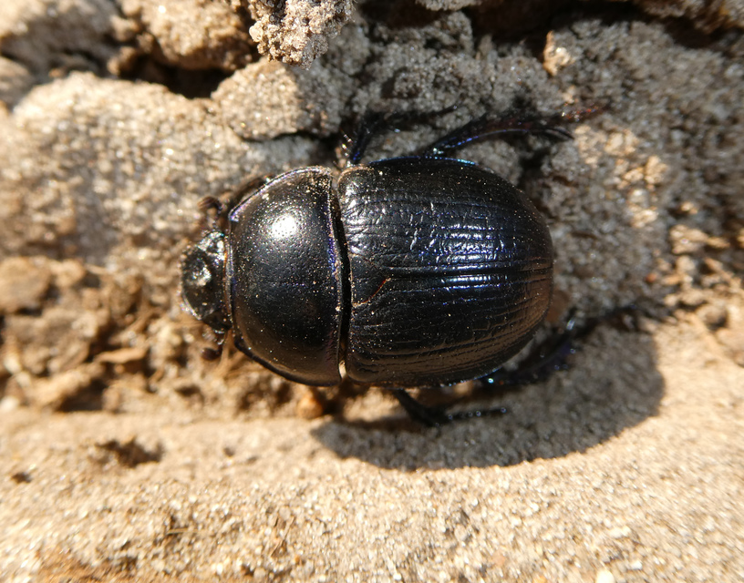 Anoplotrupes stercorosus - erdei álganéjtúró