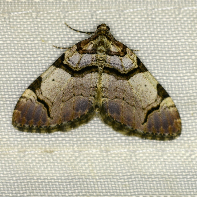 Anticlea derivata - vadrózsa-tarkaaraszoló
