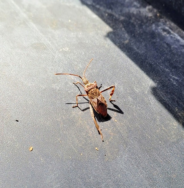 Leptoglossus occidentalis - nyugati levéllábú poloska Leptoglossus occidentalis - nyugati levéllábú poloska