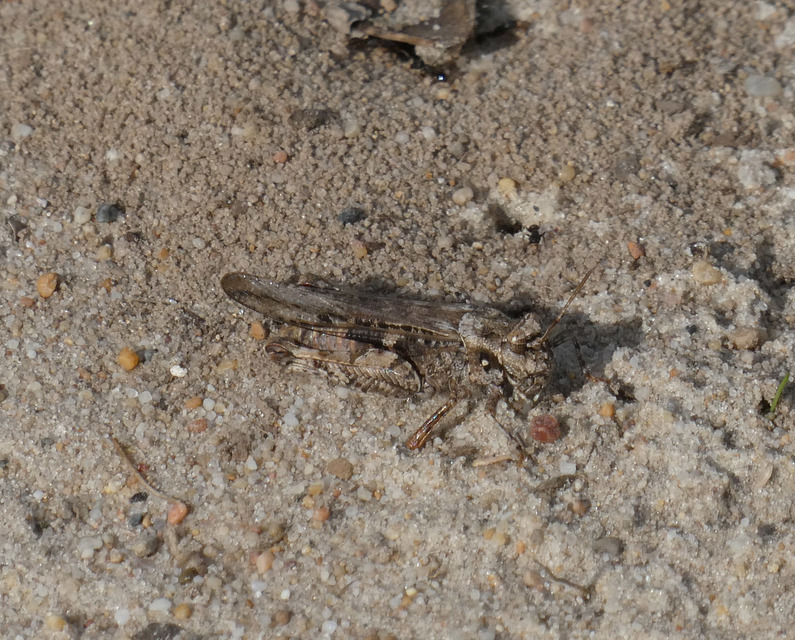 Acrotylus insubricus - önbeásósáska