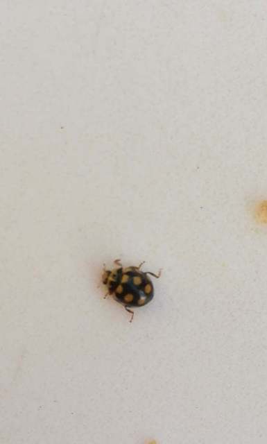 Coccinula quatuordecimpustulata - feketesárga katóka