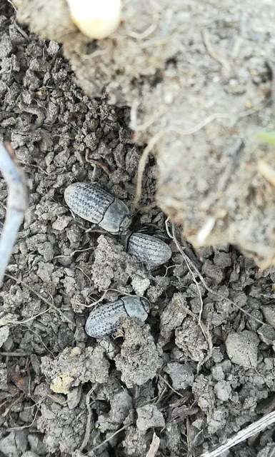 Opatrum sabulosum - sároshátú gyászbogár