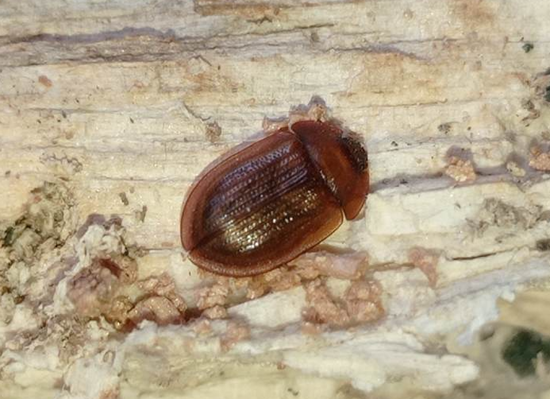 Ostoma ferruginea - rozsdaszínű korongbogár