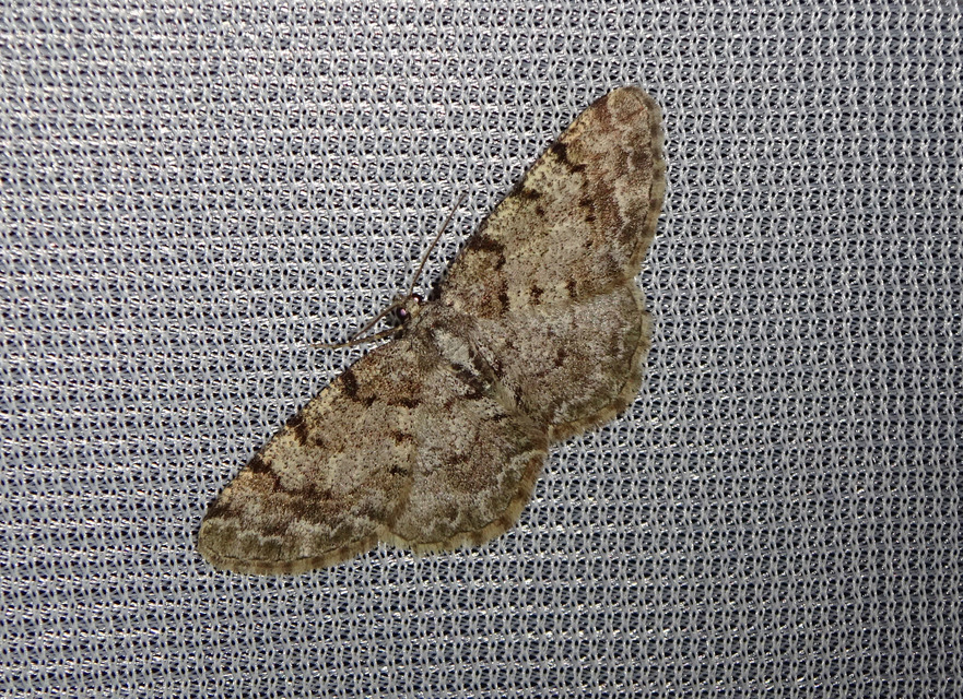 Aethalura punctulata - szürke égeraraszoló