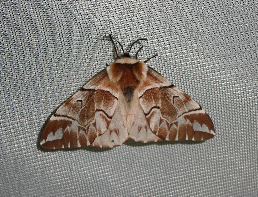 Endromis versicolora - tarkaszövő