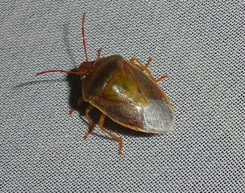 Piezodorus lituratus - bíboros címerespoloska Piezodorus lituratus - bíboros címerespoloska