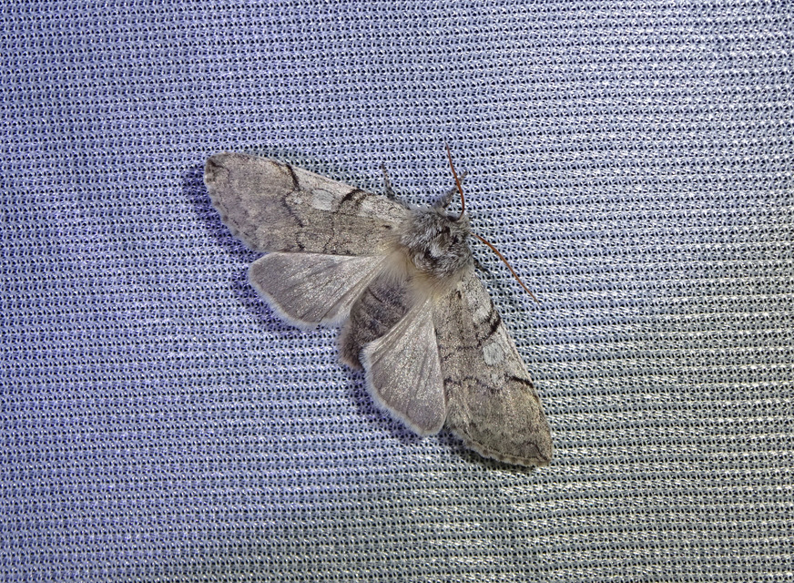 Achlya flavicornis - nyíres pihésszövő