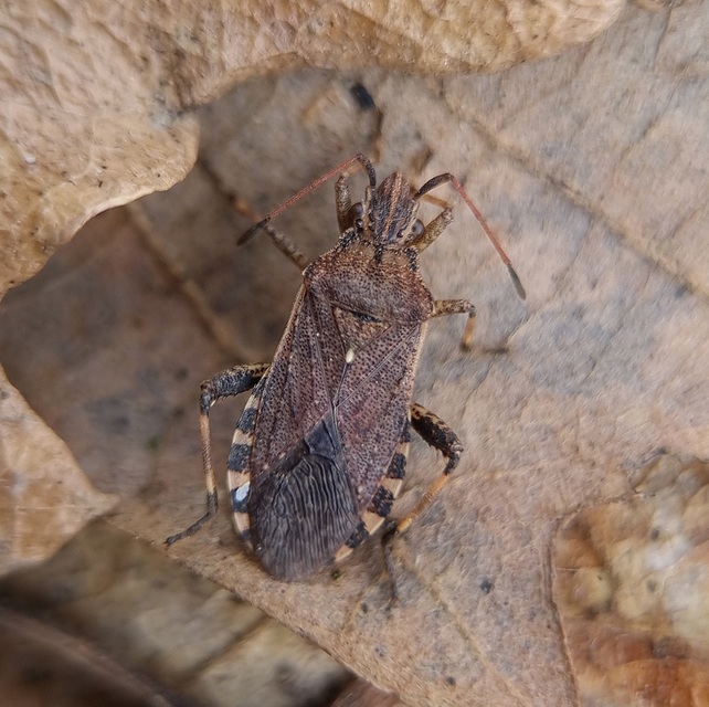 Ceraleptus gracilicornis - tüskéslábú karimáspoloska