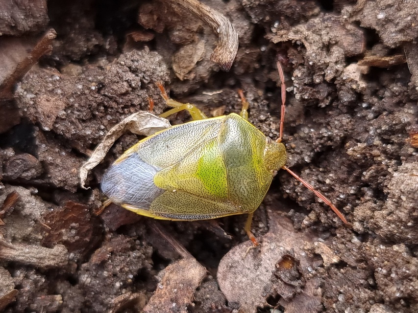 Piezodorus lituratus - bíboros címerespoloska Piezodorus lituratus - bíboros címerespoloska