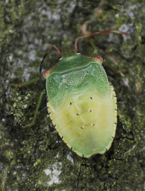 Acanthosoma haemorrhoidale - nagy dajkapoloska Acanthosoma haemorrhoidale - nagy dajkapoloska