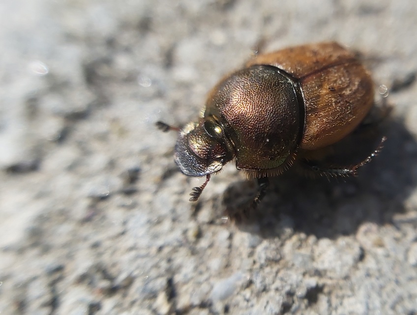 Onthophagus coenobita - rezes trágyatúró