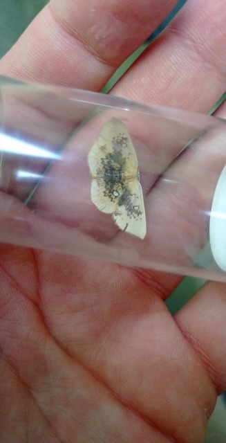 Cyclophora albiocellaria - juhar-pettyesaraszoló