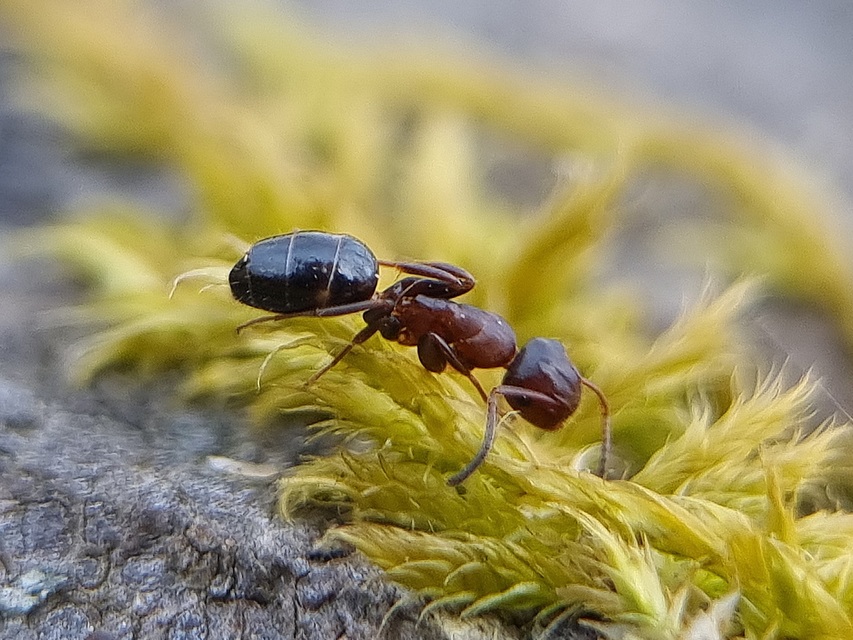 Colobopsis truncata - kapushangya