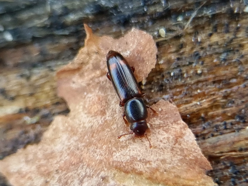 Rhizophagus bipustulatus - kétpettyes törekbogár
