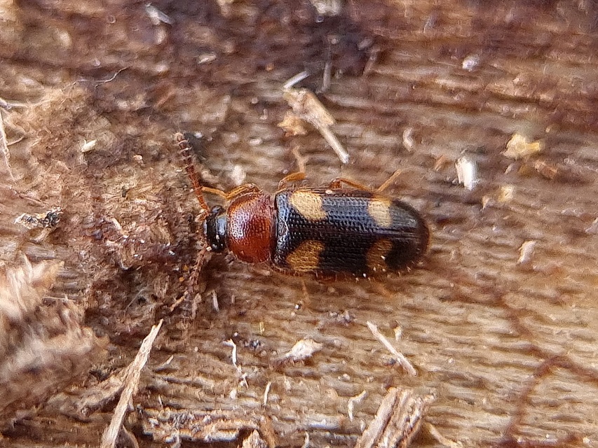Mycetophagus fulvicollis - sárganyakú gombabogár
