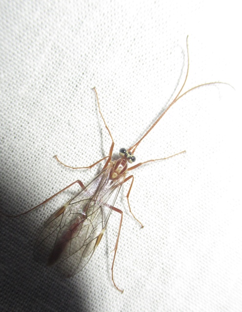 Ophion obscuratus