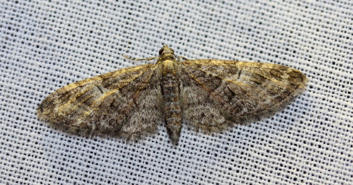 Eupithecia abbreviata - korai törpearaszoló