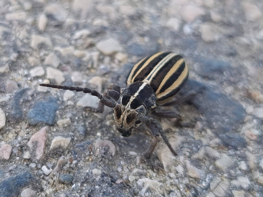 Dorcadion scopolii - nyolcsávos gyalogcincér
