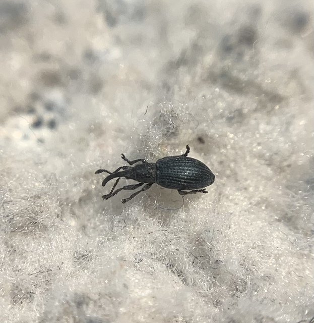 Ceratapion penetrans - lapátlábú cickányormányos Ceratapion penetrans - lapátlábú cickányormányos