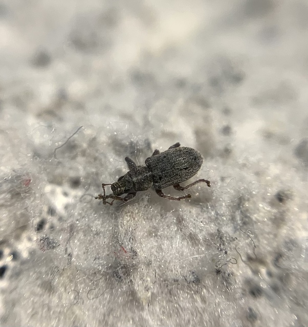Sitona humeralis - lucerna-csipkézőbogár