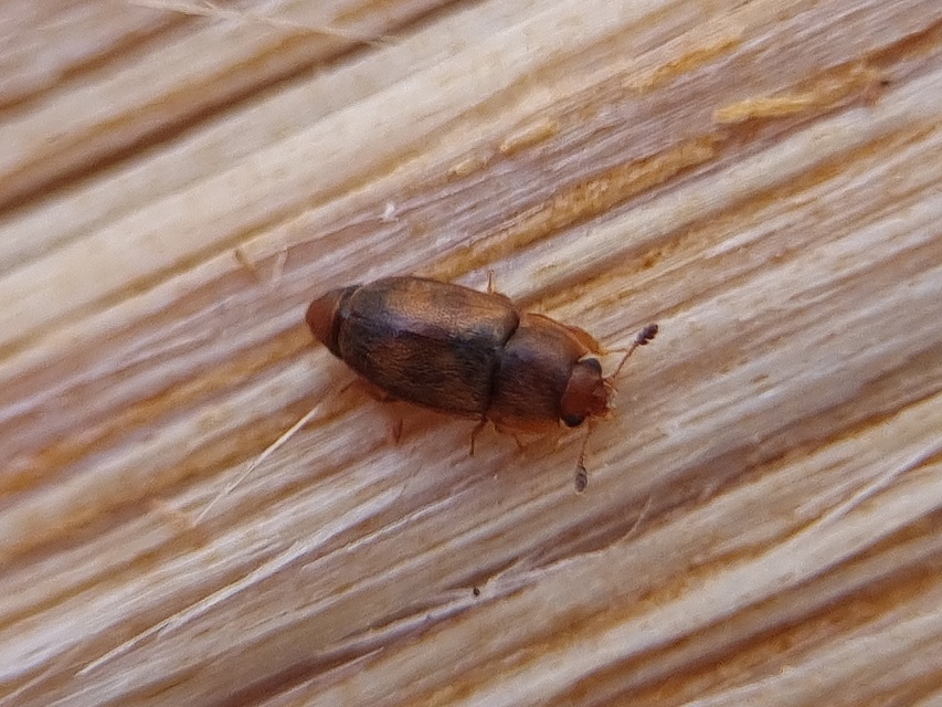 Nitidulidae - fénybogárfélék