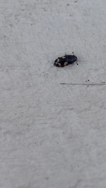 Glischrochilus quadrisignatus - amerikai fénybogár Glischrochilus quadrisignatus - amerikai fénybogár