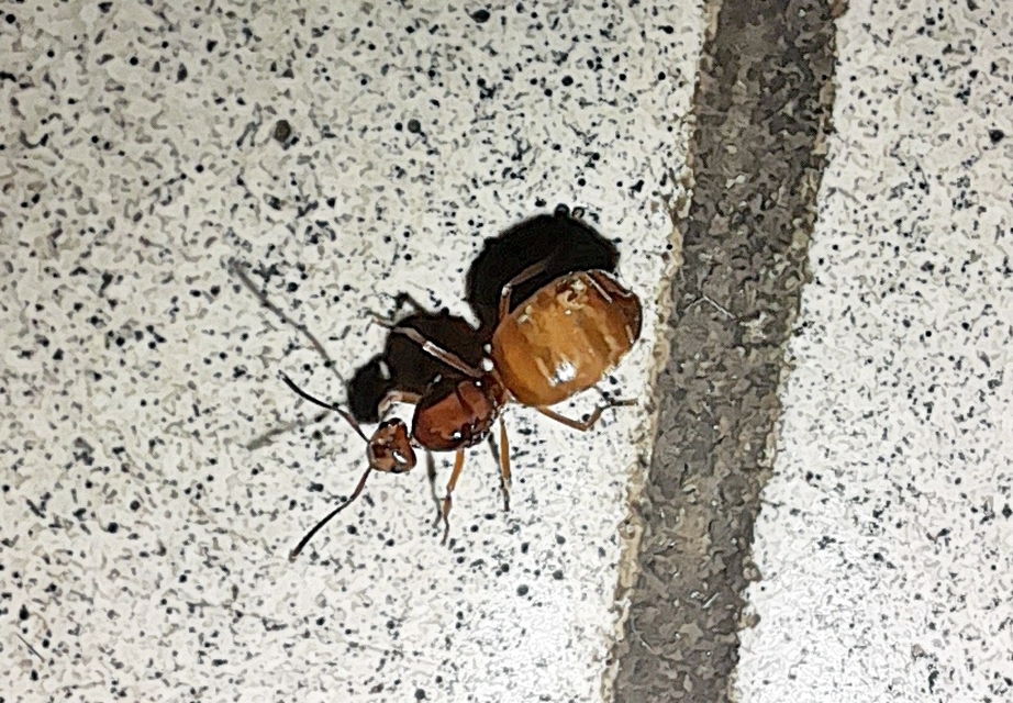 Prenolepis nitens - ragyogóhangya