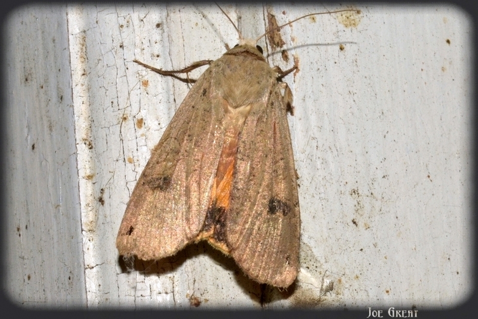 Noctua pronuba - nagy sárgafűbagoly