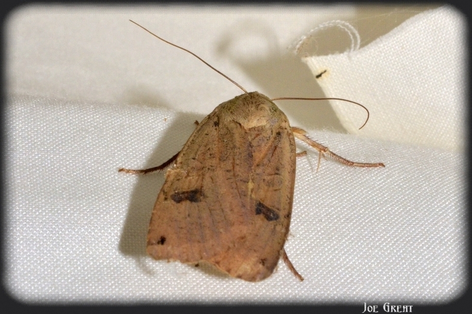 Noctua pronuba - nagy sárgafűbagoly