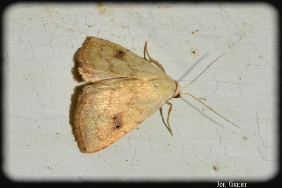 Rivula sericealis - selymes lórombagoly