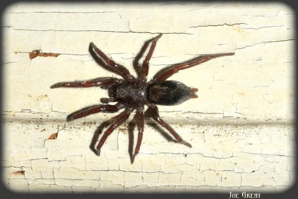 Araneae - Pókok